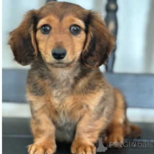 Photo №2 to announcement № 164095 for the sale of dachshund - buy in Belgium private announcement, breeder