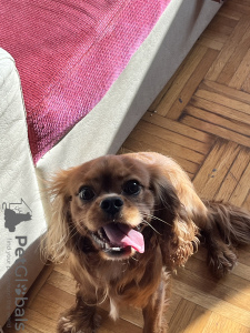 Photo №2 to announcement № 114313 for the sale of cavalier king charles spaniel - buy in Bulgaria private announcement