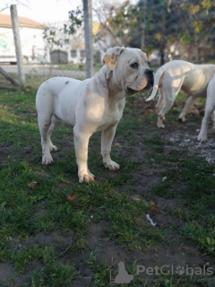 Photo №2 to announcement № 17611 for the sale of american bulldog - buy in Russian Federation private announcement