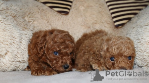 Photo №2 to announcement № 110524 for the sale of poodle (toy) - buy in Serbia breeder