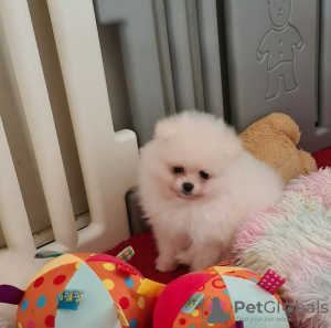 Photo №2 to announcement № 97061 for the sale of pomeranian - buy in United States private announcement, breeder