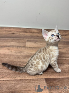 Photo №1. bengal cat - for sale in the city of KarlSkrona | 706$ | Announcement № 153277