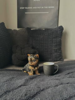 Photo №3. Sweet Yorkshire Terrier Puppies Perfect Family Companions. Germany