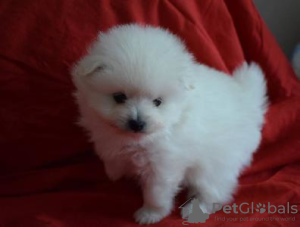 Photo №2 to announcement № 7614 for the sale of pomeranian - buy in Switzerland private announcement