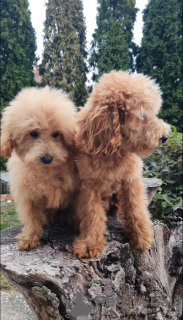 Additional photos: Beautiful MALTIPOO puppies