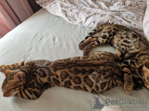 Additional photos: bengal kittens