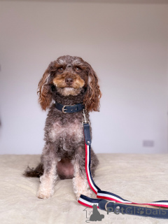 Photo №1. labradoodle - for sale in the city of Anderny | 774$ | Announcement № 157698