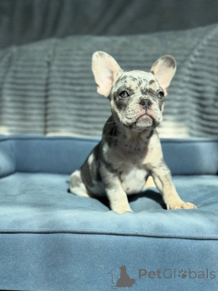 Photo №2 to announcement № 155481 for the sale of french bulldog - buy in Germany breeder