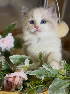 Photo №1. ragdoll - for sale in the city of Passau | negotiated | Announcement № 170003