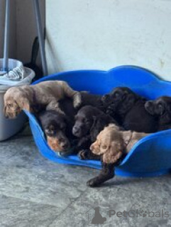 Photo №3. Five Cocker spaniel puppies. France