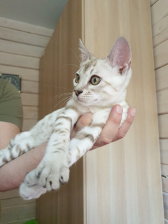 Photo №1. bengal cat - for sale in the city of St. Petersburg | negotiated | Announcement № 1487