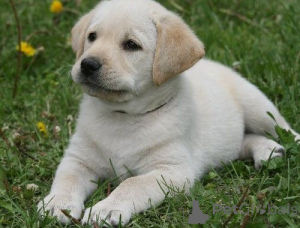 Photo №3. Underbara Golden Retriever-valpar till adoption. (46700485892). Sweden