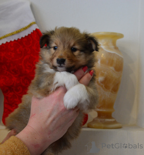 Photo №1. shetland sheepdog - for sale in the city of Daugavpils | 1548$ | Announcement № 162354