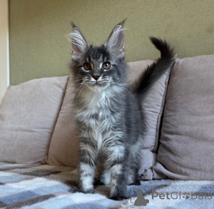Photo №2 to announcement № 155699 for the sale of maine coon - buy in France private announcement