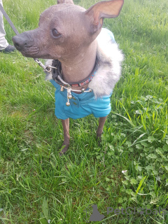 Photo №2 to announcement № 47488 for the sale of mexican hairless dog - buy in Ukraine private announcement
