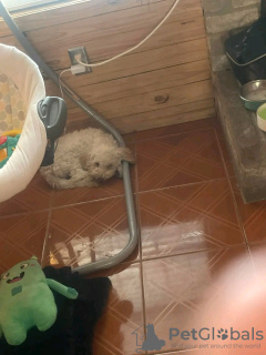 Photo №2 to announcement № 123069 for the sale of poodle (toy) - buy in Germany breeder