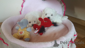 Photo №4. I will sell maltese dog in the city of Extreme. private announcement - price - 516$