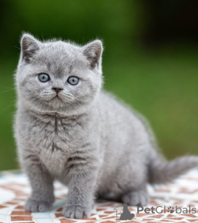 Photo №2 to announcement № 175401 for the sale of british shorthair - buy in Australia private announcement