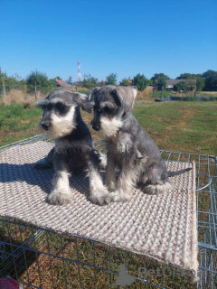 Photo №2 to announcement № 155800 for the sale of schnauzer - buy in Serbia 