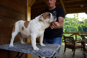 Photo №2 to announcement № 150146 for the sale of english bulldog - buy in Serbia breeder