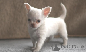 Photo №2 to announcement № 98090 for the sale of chihuahua - buy in Czech Republic private announcement