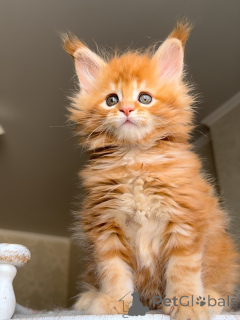 Photo №4. I will sell maine coon in the city of 'S-hertogenbosch. private announcement - price - 568$