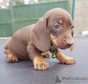 Photo №2 to announcement № 50809 for the sale of dachshund - buy in United States private announcement