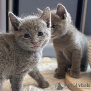 Photo №1. russian blue - for sale in the city of Франкфурт-на-Майне | 444$ | Announcement № 89685