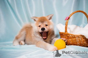 Photo №2 to announcement № 36499 for the sale of akita - buy in Ukraine private announcement