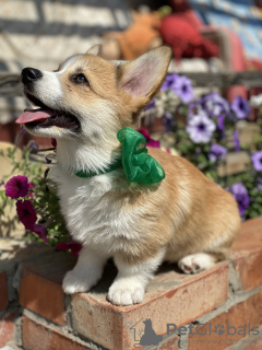 Photo №4. I will sell welsh corgi in the city of Saratov. private announcement - price - negotiated