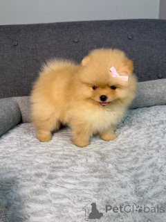 Photo №1. pomeranian - for sale in the city of Bortmerbek | negotiated | Announcement № 168175