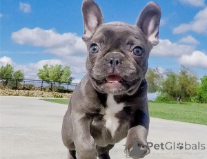 Photo №1. french bulldog - for sale in the city of Nauders | 361$ | Announcement № 170150