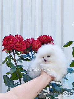 Photo №3. Mini white girl, Pomeranian Spitz puppy. I suggest buying a dog in Georgia.. Georgia