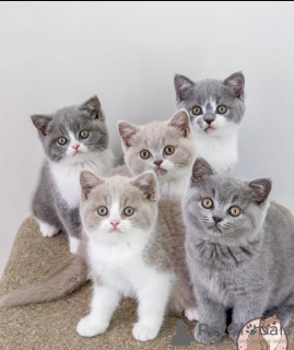 Photo №1. british shorthair - for sale in the city of New York | 600$ | Announcement № 102884