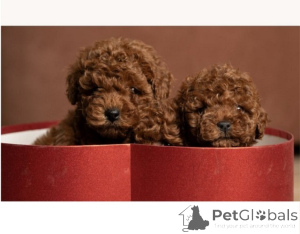 Photo №3. Red toy poodles and toy poodles. Serbia