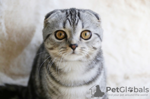 Photo №2 to announcement № 54460 for the sale of scottish fold - buy in United Arab Emirates breeder