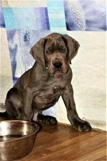 Photo №1. great dane - for sale in the city of Moscow | Negotiated | Announcement № 1605