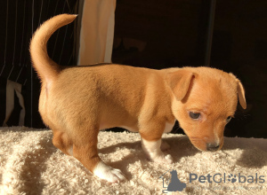 Additional photos: Puppies for sale Portuguese Podengu Small