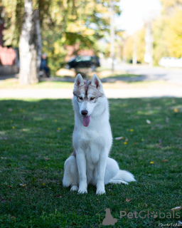 Photo №3. Siberian Husky female. Serbia