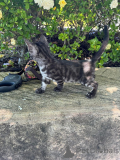 Photo №1. bengal cat - for sale in the city of Aarau | 706$ | Announcement № 152640