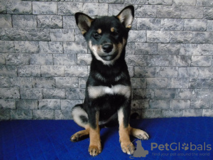 Photo №2 to announcement № 14926 for the sale of shiba inu - buy in Ukraine private announcement