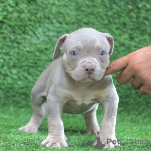 Photo №1. american bully - for sale in the city of Амстердам | 687$ | Announcement № 105796