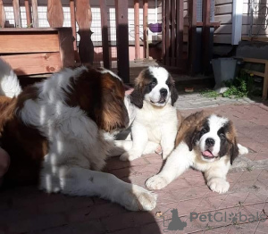 Photo №1. st. bernard - for sale in the city of Tomsk | 1200$ | Announcement № 10857