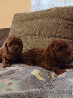 Photo №3. Red toy poodle, female. Serbia