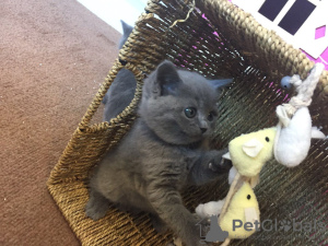Photo №2 to announcement № 37165 for the sale of british shorthair - buy in United States private announcement
