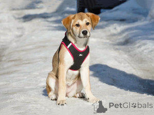 Photo №4. I will sell non-pedigree dogs in the city of Moskova. private announcement - price - Is free