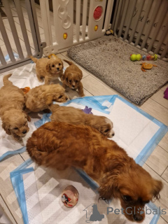 Photo №1. cavalier king charles spaniel - for sale in the city of Long Beach | 300$ | Announcement № 162113