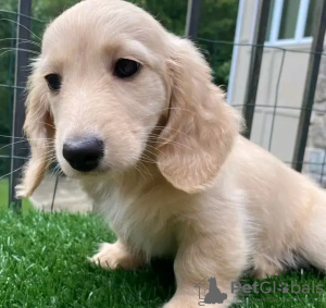 Photo №2 to announcement № 132072 for the sale of dachshund - buy in Belgium breeder