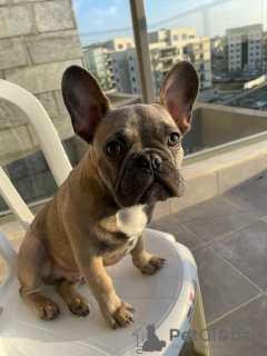 Photo №4. I will sell french bulldog in the city of Harish. private announcement, breeder - price - 3698$