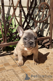 Photo №1. french bulldog - for sale in the city of Minsk | 350$ | Announcement № 10445